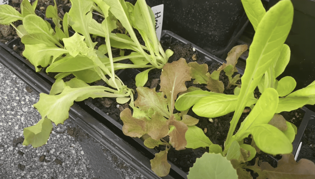 Growing lettuce as transplants